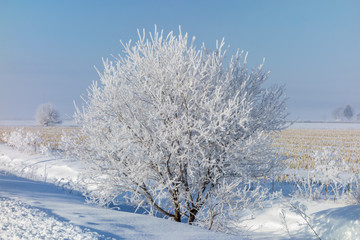 Fototapeta na wymiar Frosted Tree in the Field