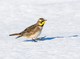Horned Lark in Winter