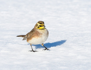 Horned Lark in Winter