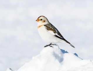 Snow Bunting in Winter