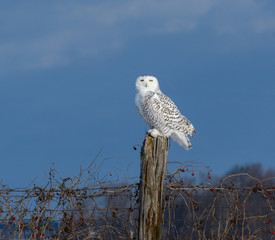 Snowy Owl Perched on Fence Post on Blue Sky