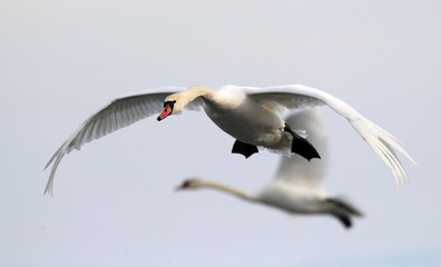 Swan flying over frozen river Danube covered with snow, in Belgrade, Zemun, Serbia.