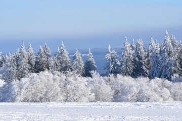Bäume und Büsche in klarer Winterluft
