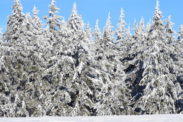 Tannen im Winterkleid