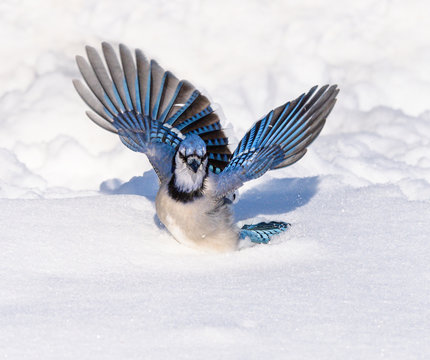 Blue Jay with Open Wings on Snow  