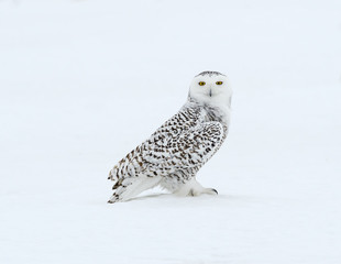 Fototapeta premium Snowy Owl Perched on Snow