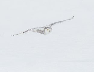 Fototapeta premium Snowy Owl in Flight Over Snow Field 