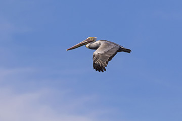 Bird brown pelican flying at Salton Sea nature preserve in California desert