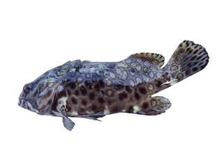 Spotty grouper fish 