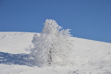 Baum im Schneepanzer