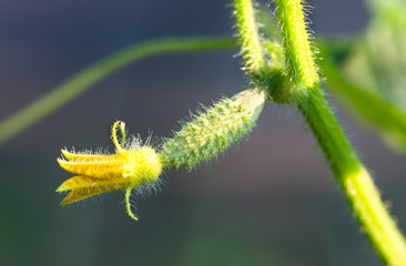 organic vegetable, growing cucumbers on the field