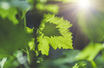 green grape leaves closeup, spring background