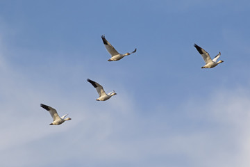 Birds flock of snow geese flying at Salton Sea nature area