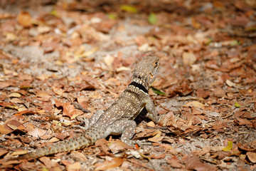 common small collared iguanid lizard, madagascar