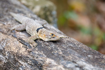 common small collared iguanid lizard, madagascar