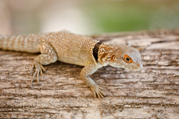 Fototapeta premium common small collared iguanid lizard, madagascar