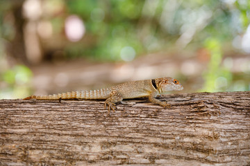 common small collared iguanid lizard, madagascar