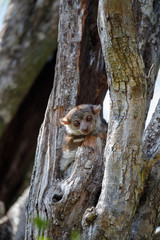 Ankarana sportive lemur, Madagascar
