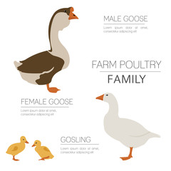 Poultry farming. Goose family isolated on white. Flat design