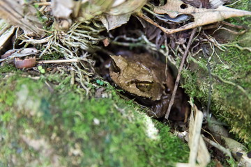 rana cornuta del borneo