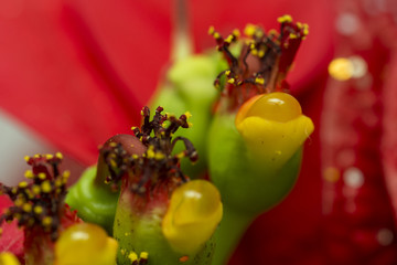Christmas red flower rose macro detail.
