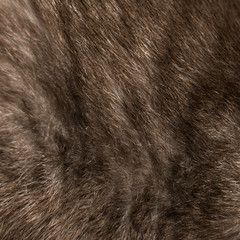 Square background. Texture of cat fur closeup.