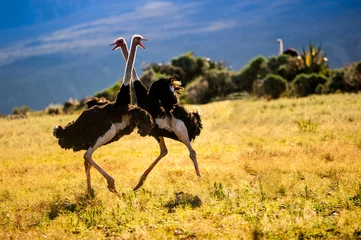 Deurstickers Dancing ostriches © Barend