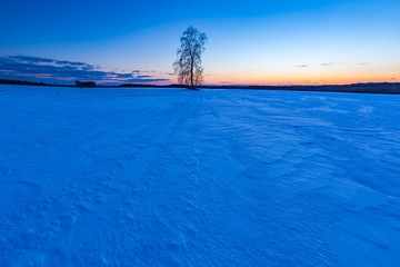 Beautiful winter field landscape with lonely birch tree