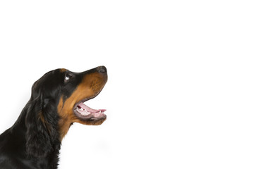 Gordon setter puppy isolated on white for copy space use. Indoor image.
