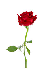 Obraz premium red rose isolated on white background
