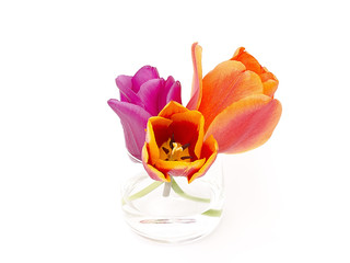 tulips on white background