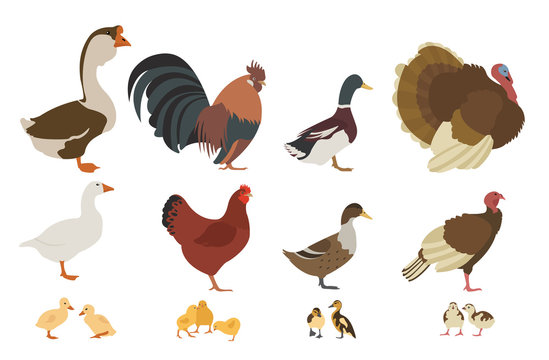 Poultry farming. Chicken, turkey, duck, goose family isolated on