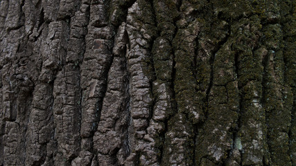 A Wood texture
