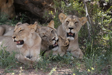 Obraz na płótnie Canvas Lion family 