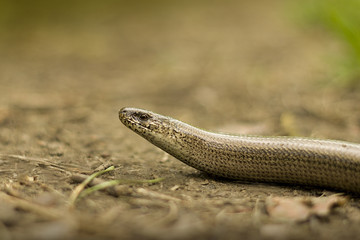 Slow worm lizard on sand close view