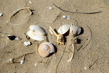 Koh Chang, Thailand. The shells on the beach.