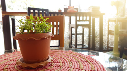 Fototapeta na wymiar Little tree in little pot, plant decoration in home or office or