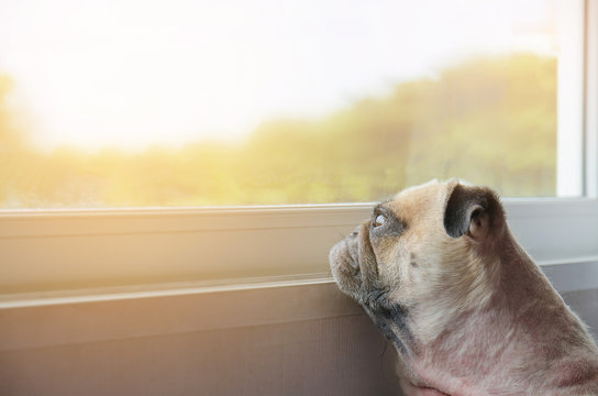 Close-up Face of Cute Pug Puppy Dog Looking Out a Window, alone like forsake and waiting owner with copy space for label text