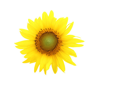 sunflower on isolated white