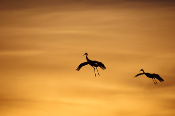 Silhouette of Sandhill Cranes Flying at Sunset