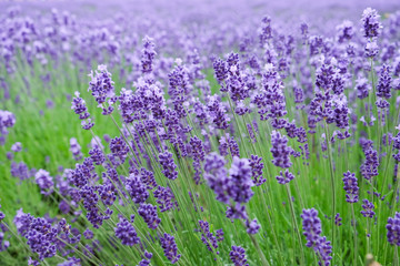 Closeup image of purple lavender flowers in the field