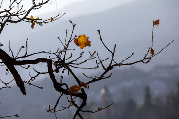 Herbst, Blatt auf Baum