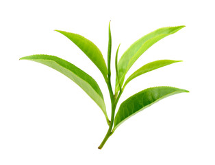 green tea leaf isolated on white background