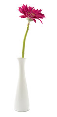 single gerbera  flower pink on vase isolated on white