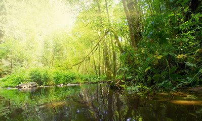 ein Bach fließt durch den Schwarzwald bei hellem Sonnenschein