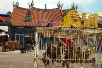 Yellow birds in front of a temple