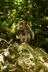 Monkey with young on a rock