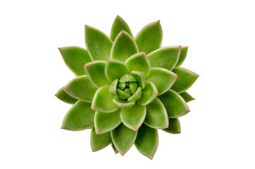 Echeveria agavoides