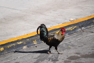 Stolzer, freilaufender Hahn mit schillerndem Gefieder geht auf der Straße spazieren, in Key West,...