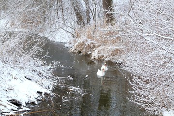 Schwäne im Winter.